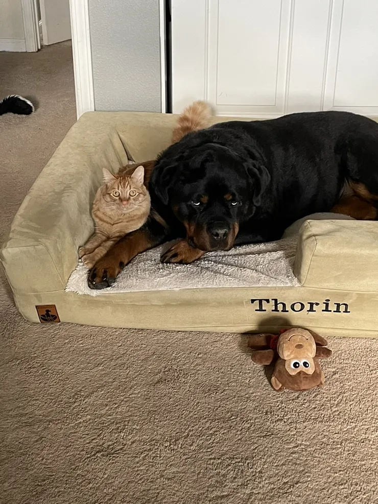Thorin